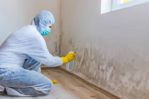 Licensed Mold Remediation service in Addison, TX - WQB Mold Removal